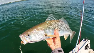 I Caught a Load of These Beautiful Fish - Here's How I Did It