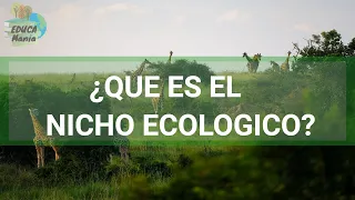WHAT IS AN ECOLOGICAL NICHE? TYPES AND EXAMPLES