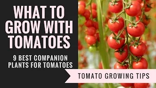 Companion plants for tomatoes | 9 Plants you should grow with tomatoes