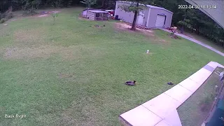 Hawk Attack on Our Duck