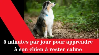 5 min par jour pour apprendre à son chien à rester calme