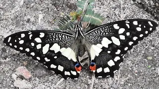 Lepidopterology 101: Lime Swallowtail