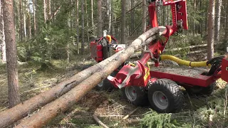 Forestry Thinning in Sweden