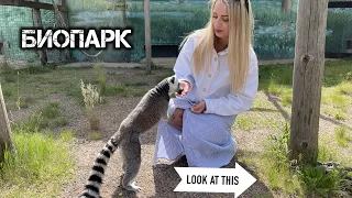 Биопарк / зоопарк 🐅🦛🦚кормим лемуров, 🦝енот дал пять Одесса