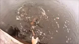 Gar Fishing, Bayou Sauvage