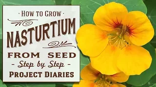 ★ How to: Grow Nasturtium from Seed in Containers (A Complete Step by Step Guide)
