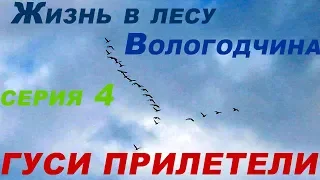 Жизнь в лесу / Вологодчина / серия 4 - Гуси прилетели