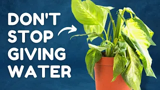 The Secret to Saving Your Overwatered Plant