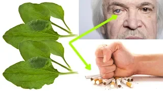 Ta roślina rośnie wszędzie, oduczy palenia, naprawi nerwy i wątrobę oraz uchroni oczy.