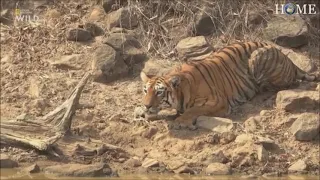 Tigress vs Dhole Pack - Tigress chases off Dhole Pack