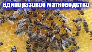 Вывод маток для малых пасек для отводков