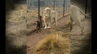 The lion asks the dog for forgiveness