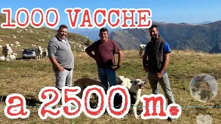 “MAGNUN” Luca Martini e Barbara la mandria di 1000 vacche piemontesi e 1 BARÀ a 2500 m #castelmagno