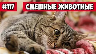 Смешные животные - кот кайфует | Bazuzu Video ТОП подборка 117, март 2018