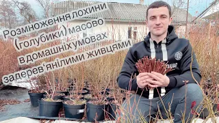 Масове розмноження лохини в домашніх умовах 20.02.22