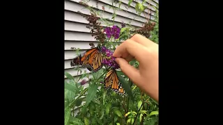 Release wing-repaired monarch butterfly