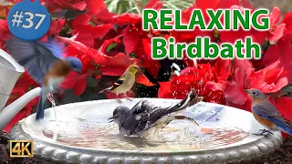 BirdBath Video for Pets and People Enjoy with Water Fountain and Bird Sounds #CatTV