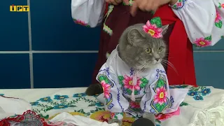 Киця Джилія з Полтавщини дефілює на фестивалях у сукнях та вишиванках