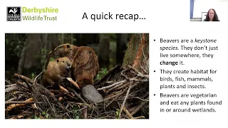 Beaver Reintroduction in Derbyshire: Catching Up One Year On  | East Midlands