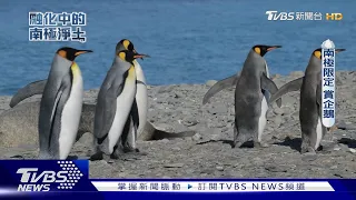 全球暖化！海冰消退  恐危及企鵝生態｜融化中的南極淨土｜TVBS新聞 @TVBSNEWS01