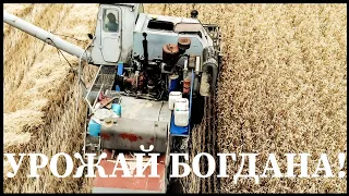 Уборка высоко-потенциально урожайной пшеницы Богдана! Нива СК-5  - бочка металлолома!