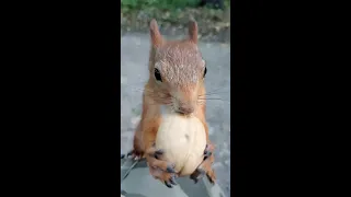 Ушастик вскрывает грецкие орехи быстрее, чем я / Squirrel opens walnuts faster than I do