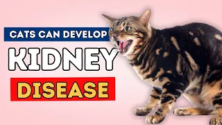 Kidney Disease In Cats: Top Holistic Remedies