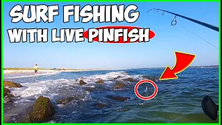 Surf Fishing Jetty Systems With LIVE PINFISH! This Bait Works