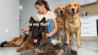 Grooming My 3 Fluffy Dogs During The Shedding Season