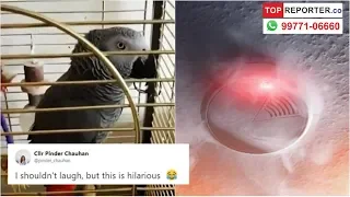 Firefighters rush to help only to find pet parrot impersonating smoke alarm! || Topreporter news