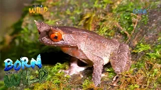 Born to be Wild: Various types of frogs