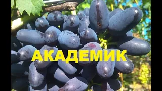 На винограднике: Академик