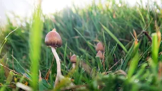 Complete guide to identifying liberty cap mushrooms | Ideal for beginners