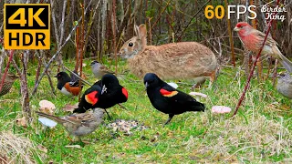 Cat TV for Cats to Watch 😺 Beautiful Birds, Cute Bunnies and Squirrels 🐿 8 Hours 4K HDR 60FPS