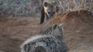 Hyena cub wrestling