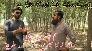 Poplar trees farming |Tree farming in Pakistan |Profitable farming |IR FARMS