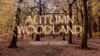 Autumn Woodland | Ambient noise for sleep and relaxation | 1 Hour Video