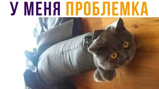 ЛЮБОЙ КОТ 24/7))) Приколы | Мемозг #572