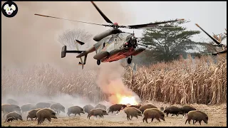 How Texas Farmers Deal With 9 Million Of Wild Boar Invading Corn Fields | Invasive Species