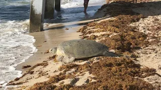 Beach Nourishment Project Information!