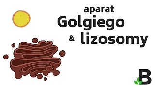 Aparat Golgiego i Lizosomy – Budowa Komórki - KOREPETYCJE z BIOLOGII – 349