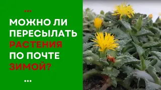 Можно ли пересылать растения по почте зимой?