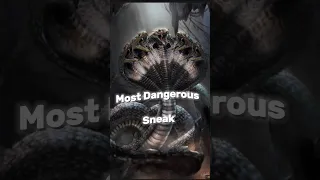 Top 10 Most Dangerous🐍 Snake In the World #shorts #shortsfeed #top10 #viral