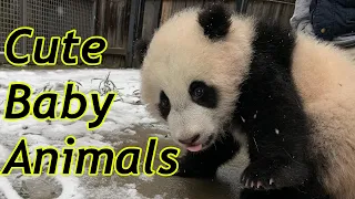 Cute Baby Zoo Animals Of The Month January 2021