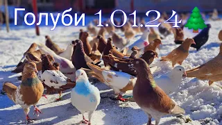 Doves in the new year 2024