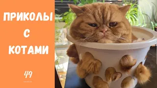 Смешные КОТЫ КОТИКИ КОТЯТА Приколы с животными #49