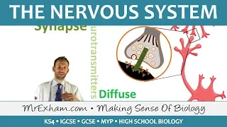 The Nervous System - GCSE Biology (9-1)