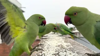 White Ringed Green Parakeet Feeding - Day85