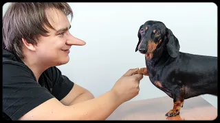 Don't trust your humans! Cute & funny dachshund dog video!