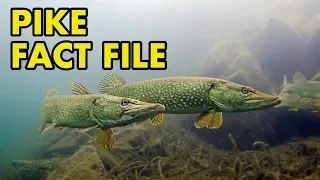 Pike: Fact File (British Wildlife Facts)